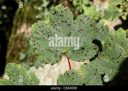 Feuilles de sycomore Acer pseudoplatanus avec le champignon Rhytisma acerinum Tar UK Banque D'Images