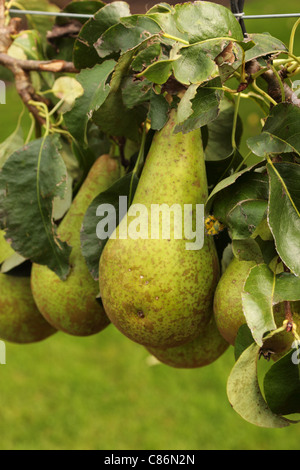 Poires Conférence sur arbre Pyrus Communis Banque D'Images