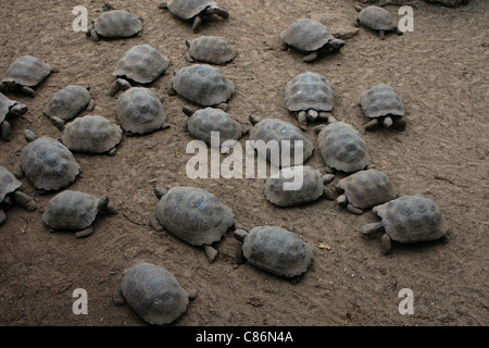 Un an tortues géantes (Chelonoidis nigra) dans le centre d'élevage de tortue sur l'île Isabela, les Galapagos. Banque D'Images