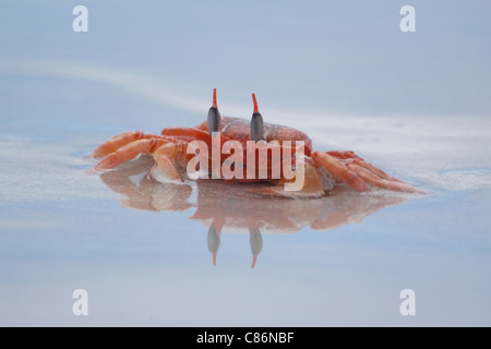 Le crabe fantôme de Galapagos (Ocypode gaudichaudii) sur la plage de la baie de Tortuga près de Puerto Ayora sur l'île de Santa Cruz, les Galapagos. Banque D'Images