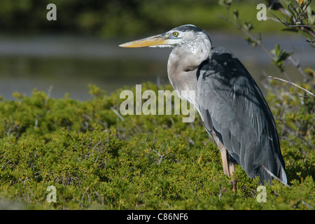 Grand Héron (Ardea herodias) à l'hôtel Tortuga Bay Beach, près de Puerto Ayora sur l'île Santa Cruz, les Galapagos. Banque D'Images