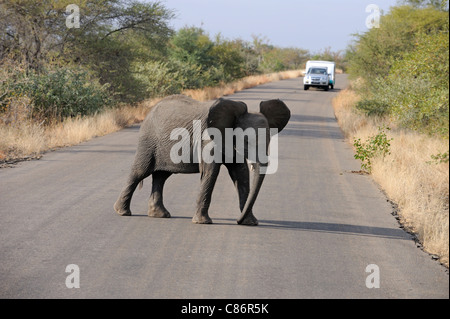 L'éléphant africain (Loxodonta africana Africana) Banque D'Images