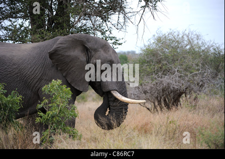 L'éléphant africain (Loxodonta africana Africana) Banque D'Images