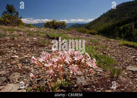 Lewisia Siskiyou ou cliff maids, Lewisia cotyledon dans son habitat naturel dans les montagnes Siskiyou, en Californie. Banque D'Images