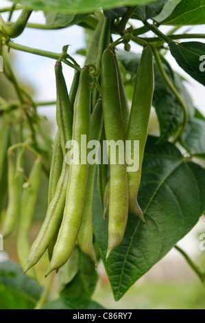 Haricots qui poussent sur la vigne Banque D'Images