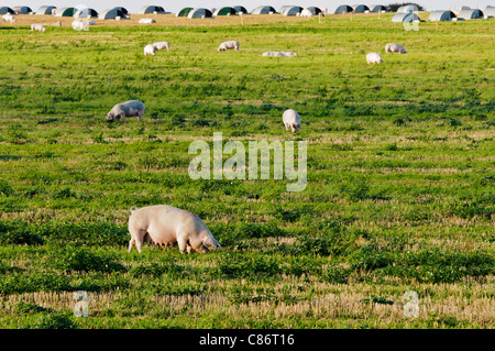 Les porcs dans un champ sur une ferme biologique en libre parcours Banque D'Images