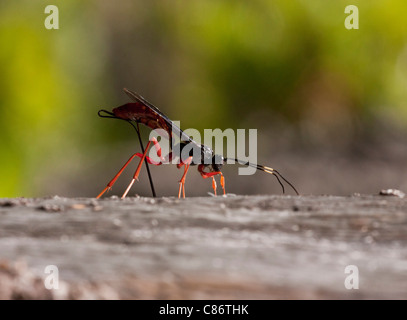 Femme Commandant parasitaire mouche Ichneumon, Dolichomitus imperator, wasp à la recherche de proies et pondre des œufs. La Californie du Nord. Banque D'Images