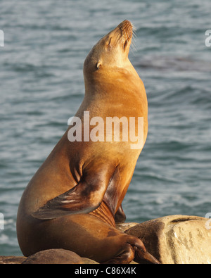 Un lion de mer de Steller au soleil le long de l'océan Pacifique à La Jolla, en Californie. Banque D'Images