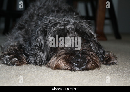 Photo d'un mixed breed dog names Tessa Banque D'Images