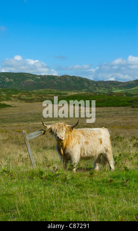 Highland cow scratching sur sentier pour signer, West commun. Parc National de Lake District, Cumbria, Angleterre, Royaume-Uni Banque D'Images