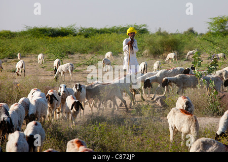 Berger avec troupeau de chèvres en agriculture scène près Rohet, Rajasthan, Inde du Nord Banque D'Images