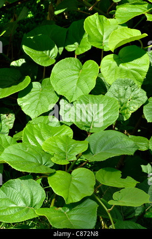 Feuilles de kiwi (Actinidia chinensis). Banque D'Images