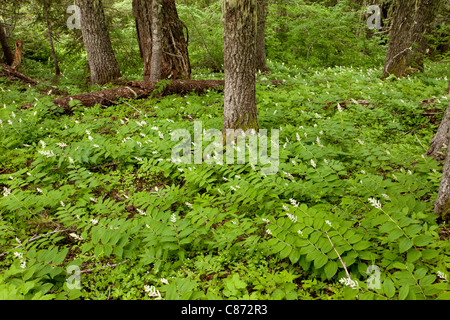 False Solomon's seal, panache de Salomon, ou faux nard, Maianthemum racemosum, Smilacina racemosa dans la forêt, de l'Oregon. Banque D'Images