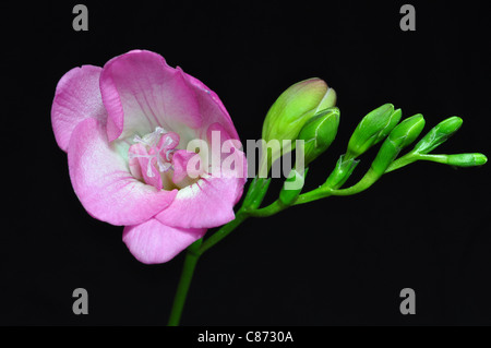 Freesia rose unique isolé sur noir, ecklon ex Klatt Banque D'Images