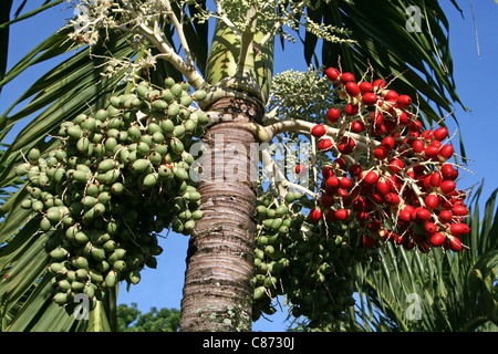 Palmier d'Arec Areca catechu montrant l'écrou mûrs Bunch Banque D'Images