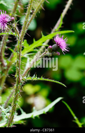 Cirsium palustre, Marsh Thistle, Pays de Galles, Royaume-Uni. Banque D'Images