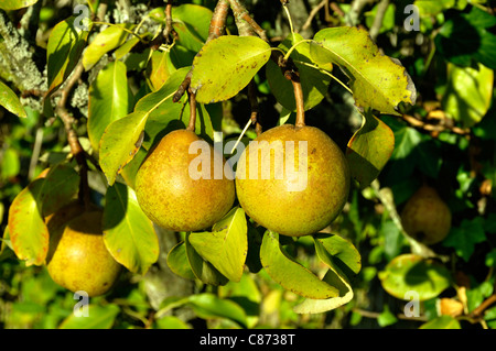 Poires Passe Crassane sur branch (Pyrus communis). Banque D'Images