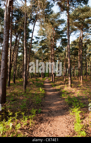 Bois de conifères à l'Sincks à Thetford Forest Park. Banque D'Images