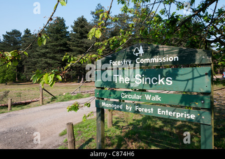 Inscrivez-vous pour une marche circulaire à la Commission des forêts pour l'Sincks woodland à Thetford Forest Park. Banque D'Images