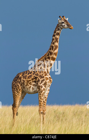 Portrait de girafe de Masai, Masai Mara National Reserve, Kenya Banque D'Images