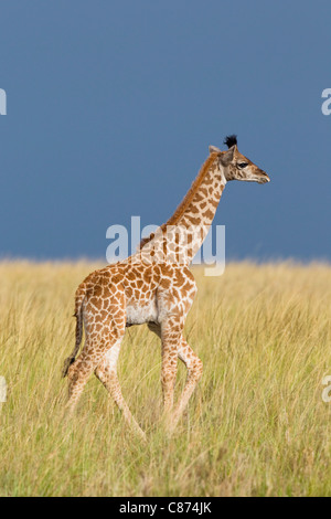 Girafe Masai veau, Masai Mara National Reserve, Kenya Banque D'Images