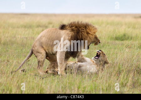 Les Lions d'accouplement, Masai Mara National Reserve, Kenya Banque D'Images
