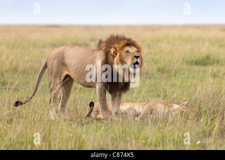 Lion rugissant, Masai Mara National Reserve, Kenya Banque D'Images