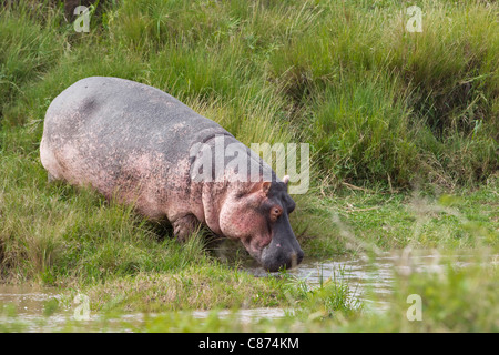 Hippopotamus, Masai Mara National Reserve, Kenya Banque D'Images