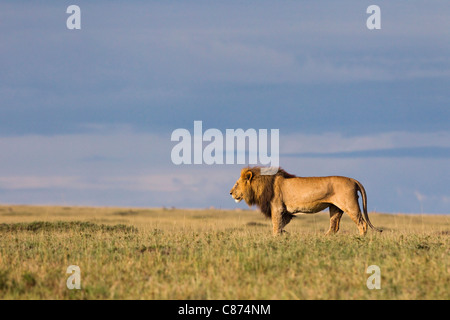 Lion, Masai Mara National Reserve, Kenya Banque D'Images