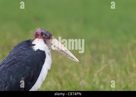 Marabou Stork, Masai Mara National Reserve, Kenya Banque D'Images