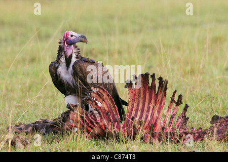 Coprin micacé à carcasse de zèbre, Masai Mara National Reserve, Kenya Banque D'Images