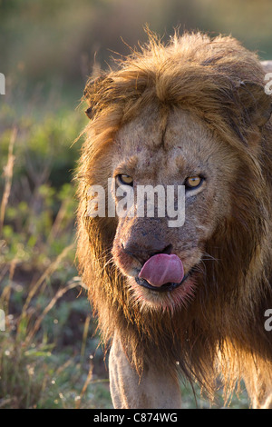 Lion, Masai Mara National Reserve, Kenya Banque D'Images