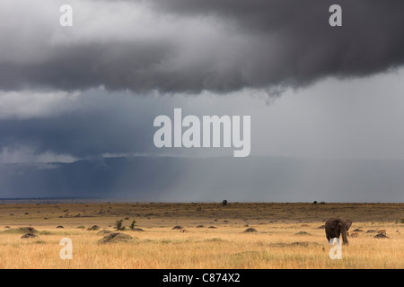 Bush africain l'éléphant et le ciel d'orage, Masai Mara National Reserve, Kenya Banque D'Images
