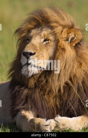 Portrait de l'Homme Lion, Masai Mara National Reserve, Kenya Banque D'Images