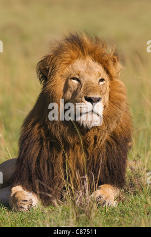 Portrait de l'Homme Lion, Masai Mara National Reserve, Kenya Banque D'Images