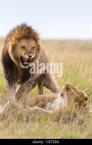 Les Lions d'accouplement, Masai Mara National Reserve, Kenya Banque D'Images