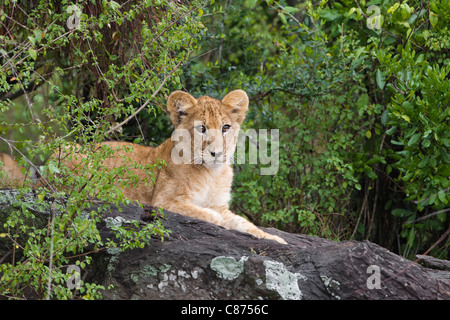 Lion Cub, Masai Mara National Reserve, Kenya Banque D'Images