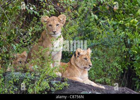 Des lionceaux, Masai Mara National Reserve, Kenya Banque D'Images