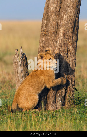 Lion Cub au tronc de l'arbre, Masai Mara National Reserve, Kenya Banque D'Images