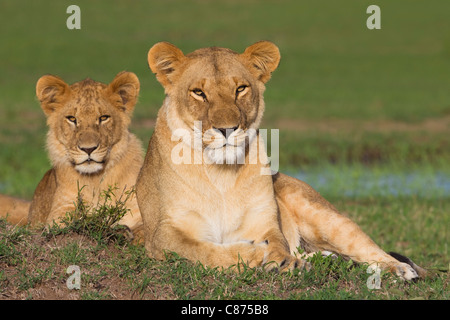 Mère Lion avec Jeune homme, Masai Mara National Reserve, Kenya Banque D'Images