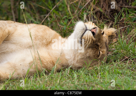 Femme Lion reposant, Masai Mara National Reserve, Kenya Banque D'Images