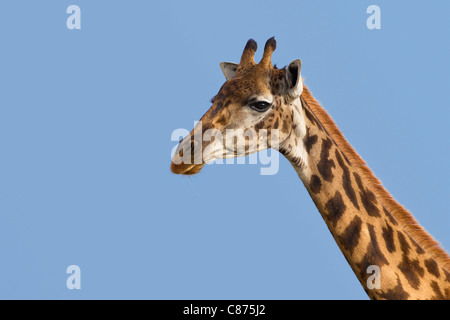 Girafe de Masai, Masai Mara National Reserve, Kenya Banque D'Images