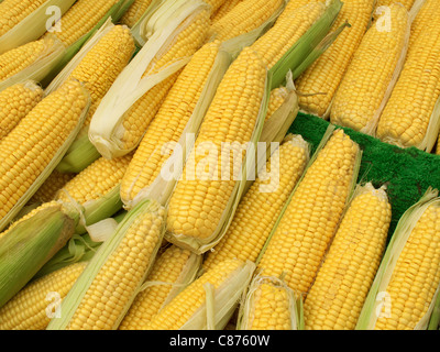 Beaucoup d'épis de maïs maïs colorés de près. Banque D'Images