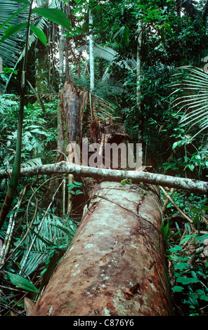 Forêt Amazonienne avec de nombreuses plantes qui poussent à la lumière vide créé par un arbre tombé, Brésil Banque D'Images