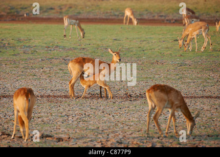 Avec les jeunes femmes Puku Kobus vardonii, lait, le parc national de South Luangwa, en Zambie, l'Afrique Banque D'Images