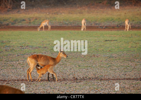 Avec les jeunes femmes Puku Kobus vardonii, lait, le parc national de South Luangwa, en Zambie, l'Afrique Banque D'Images