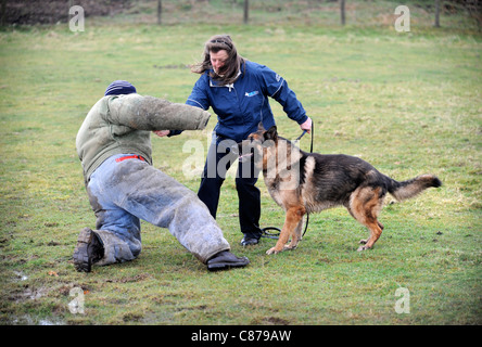 Un berger allemand avec un gestionnaire d'apprendre à appréhender un homme (vêtu d'une combinaison de protection de la morsure) à une formation de chien cen Banque D'Images