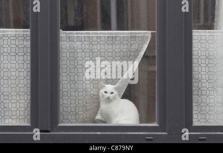 Chat blanc derrière fenêtre sale Banque D'Images