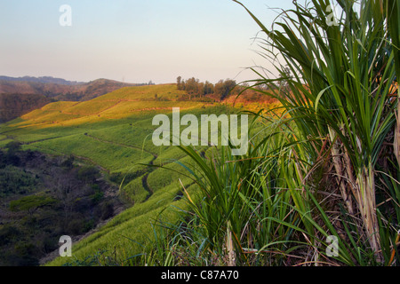 Plantation de canne à sucre, près de Scottburgh, KwaZulu-Natal, Afrique du Sud. Banque D'Images