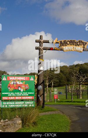 'Monkey Drive Thru' Longleat Safari Park Wiltshire, UK Banque D'Images